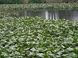 Lillies in Swamp (1).jpg
